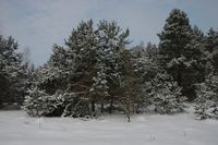 Zima