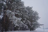 Zima
